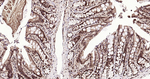 Ubiquitin (linkage specific K27) Antibody in Immunohistochemistry (Paraffin) (IHC (P))