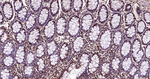 Ubiquitin (linkage specific K27) Antibody in Immunohistochemistry (Paraffin) (IHC (P))