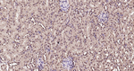 Ubiquitin (linkage specific K27) Antibody in Immunohistochemistry (Paraffin) (IHC (P))