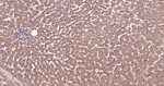 Ubiquitin (linkage specific K27) Antibody in Immunohistochemistry (Paraffin) (IHC (P))
