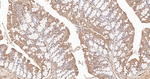 Ubiquitin Antibody in Immunohistochemistry (Paraffin) (IHC (P))