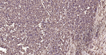 Ubiquitin Recombinant Rabbit Monoclonal Antibody (19D17)