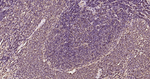 Ubiquitin Antibody in Immunohistochemistry (Paraffin) (IHC (P))