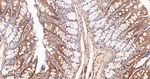Ubiquitin Antibody in Immunohistochemistry (Paraffin) (IHC (P))