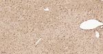 Ubiquitin Antibody in Immunohistochemistry (Paraffin) (IHC (P))