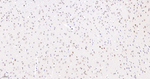 Phospho-UBF-1 (Ser484) Antibody in Immunohistochemistry (Paraffin) (IHC (P))