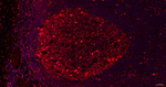 Phospho-UBF-1 (Ser484) Antibody in Immunohistochemistry (Paraffin) (IHC (P))