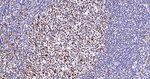Phospho-UBF-1 (Ser484) Antibody in Immunohistochemistry (Paraffin) (IHC (P))