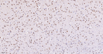 Phospho-UBF-1 (Ser484) Antibody in Immunohistochemistry (Paraffin) (IHC (P))