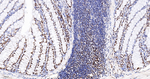 Phospho-UBF-1 (Ser484) Antibody in Immunohistochemistry (Paraffin) (IHC (P))