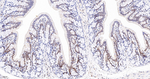 Phospho-UBF-1 (Ser484) Antibody in Immunohistochemistry (Paraffin) (IHC (P))