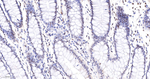 Phospho-UBF-1 (Ser484) Antibody in Immunohistochemistry (Paraffin) (IHC (P))