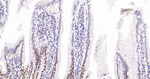 Phospho-UBF-1 (Ser484) Antibody in Immunohistochemistry (Paraffin) (IHC (P))