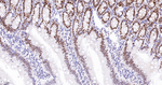 Phospho-UBF-1 (Ser484) Antibody in Immunohistochemistry (Paraffin) (IHC (P))
