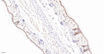 Phospho-UBF-1 (Ser484) Antibody in Immunohistochemistry (Paraffin) (IHC (P))