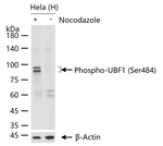 Phospho-UBF-1 (Ser484) Antibody in Western Blot (WB)