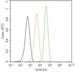 UCHL3 Antibody in Flow Cytometry (Flow)