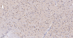 UCHL3 Antibody in Immunohistochemistry (Paraffin) (IHC (P))