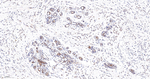 UCHL3 Antibody in Immunohistochemistry (Paraffin) (IHC (P))
