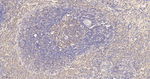 UCHL3 Antibody in Immunohistochemistry (Paraffin) (IHC (P))