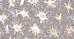 UCHL3 Antibody in Immunohistochemistry (Paraffin) (IHC (P))