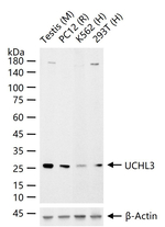 UCHL3 Antibody in Western Blot (WB)