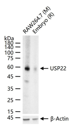 USP22 Antibody in Western Blot (WB)