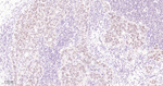 USP28 Antibody in Immunohistochemistry (Paraffin) (IHC (P))