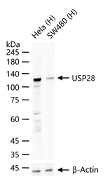 USP28 Antibody in Western Blot (WB)