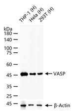 VASP Antibody in Western Blot (WB)