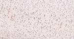 GARS Antibody in Immunohistochemistry (Paraffin) (IHC (P))