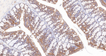 GARS Antibody in Immunohistochemistry (Paraffin) (IHC (P))