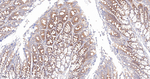 GARS Antibody in Immunohistochemistry (Paraffin) (IHC (P))