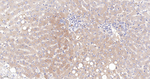 GARS Antibody in Immunohistochemistry (Paraffin) (IHC (P))