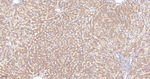 GARS Antibody in Immunohistochemistry (Paraffin) (IHC (P))