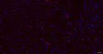 SOX9 Antibody in Immunohistochemistry (Paraffin) (IHC (P))