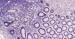 SOX9 Antibody in Immunohistochemistry (Paraffin) (IHC (P))