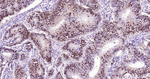 SOX9 Antibody in Immunohistochemistry (Paraffin) (IHC (P))
