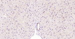 SOX9 Antibody in Immunohistochemistry (Paraffin) (IHC (P))