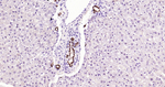 SOX9 Antibody in Immunohistochemistry (Paraffin) (IHC (P))
