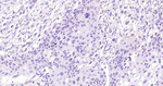 SOX9 Antibody in Immunohistochemistry (Paraffin) (IHC (P))