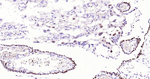 SOX9 Antibody in Immunohistochemistry (Paraffin) (IHC (P))