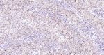 SOX9 Antibody in Immunohistochemistry (Paraffin) (IHC (P))