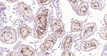 SOX9 Antibody in Immunohistochemistry (Paraffin) (IHC (P))