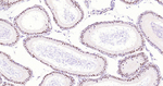 SOX9 Antibody in Immunohistochemistry (Paraffin) (IHC (P))