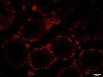 SOX9 Antibody in Immunohistochemistry (Paraffin) (IHC (P))