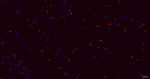 SOX9 Antibody in Immunohistochemistry (Paraffin) (IHC (P))