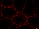 SOX9 Antibody in Immunohistochemistry (Paraffin) (IHC (P))