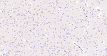 SOX9 Antibody in Immunohistochemistry (Paraffin) (IHC (P))