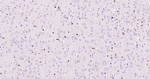 SOX9 Antibody in Immunohistochemistry (Paraffin) (IHC (P))